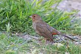 California Towheeborder=